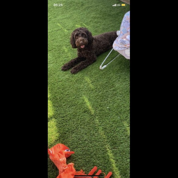 Cockapoo - Both