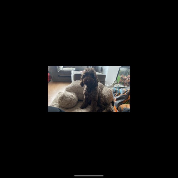 Cockapoo - Both