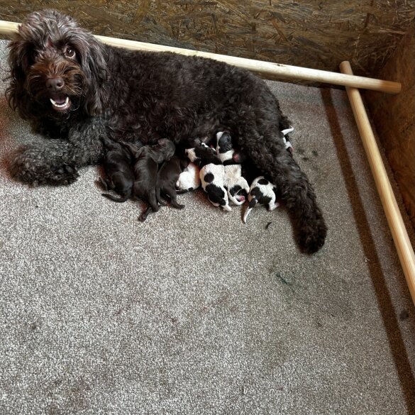 Cockapoo - Both