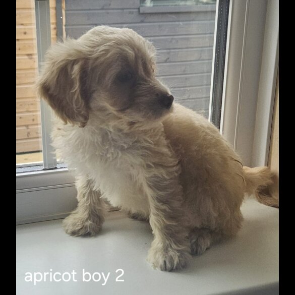Cockapoo - Dogs