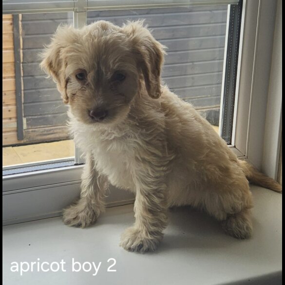 Cockapoo - Dogs