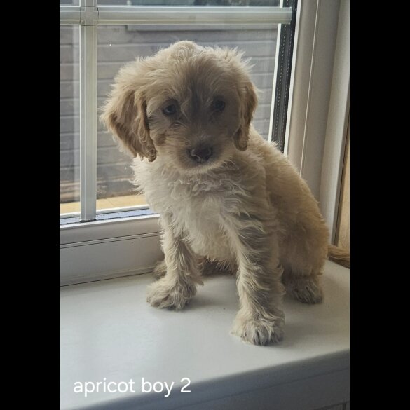 Cockapoo - Dogs