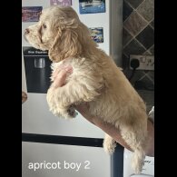 Cockapoo - Dogs