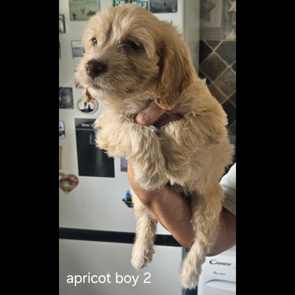 Cockapoo - Dogs