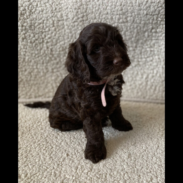 Cockapoo - Both