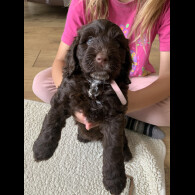 Cockapoo - Both