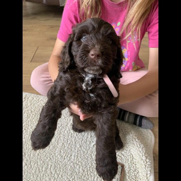 Cockapoo - Both