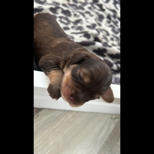 Cockapoo - Both
