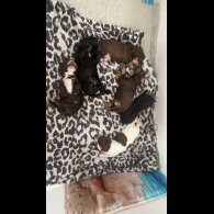 Cockapoo - Both