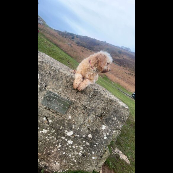 Cockapoo - Both