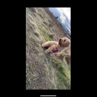 Cockapoo - Both