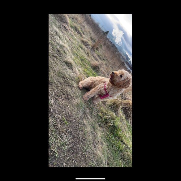 Cockapoo - Both