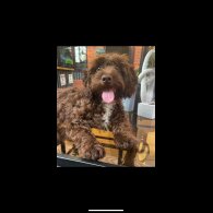 Cockapoo - Both