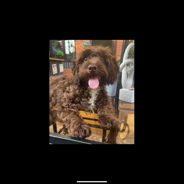 Cockapoo - Both