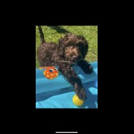 Cockapoo - Both