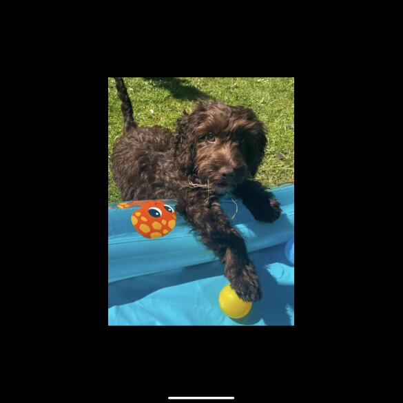 Cockapoo - Both