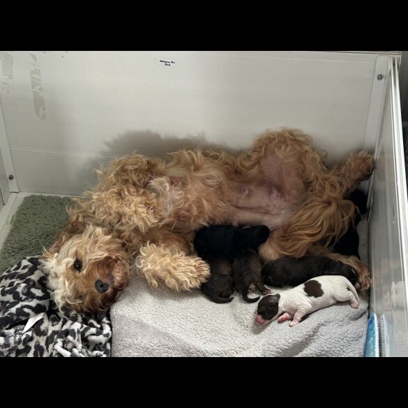Cockapoo - Both