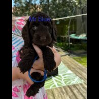 Cockapoo - Both