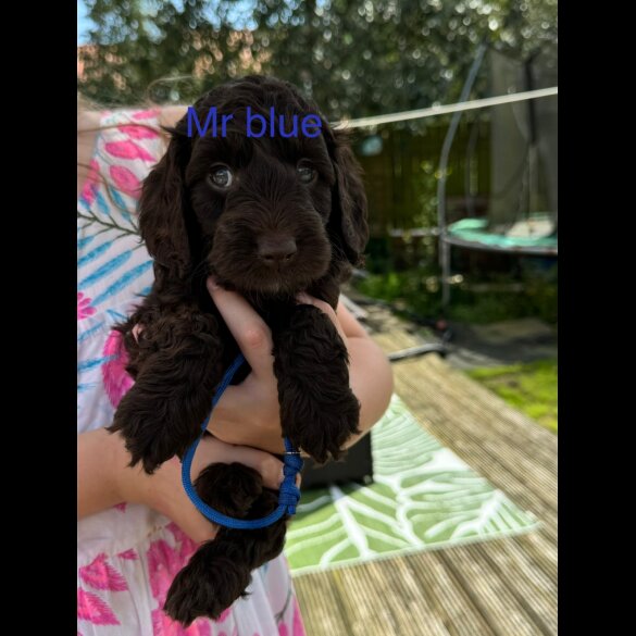 Cockapoo - Both