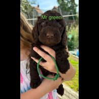 Cockapoo - Both