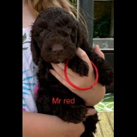 Cockapoo - Both