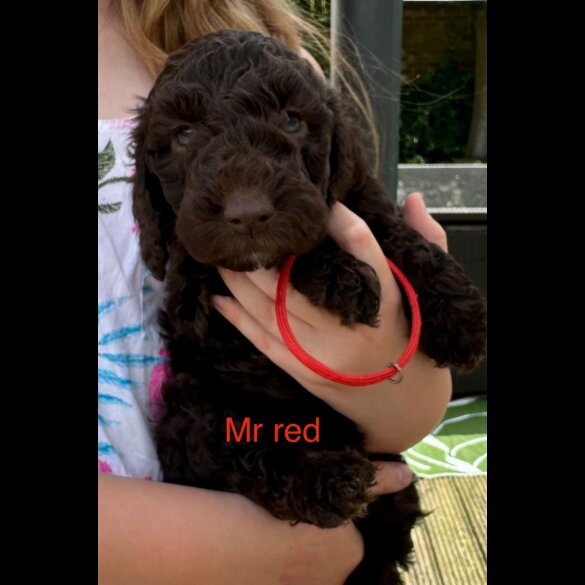 Cockapoo - Both