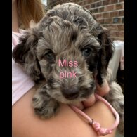 Cockapoo - Both