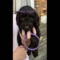 Cockapoo - Both