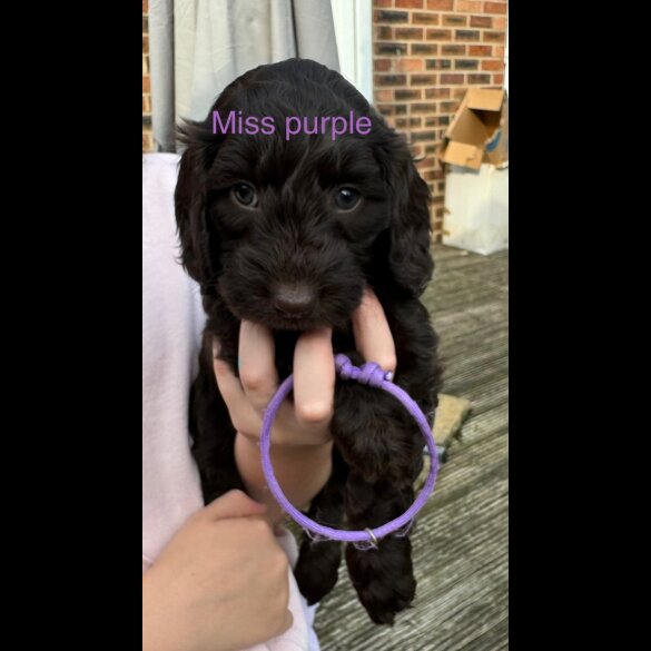 Cockapoo - Both