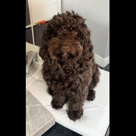 Cockapoo - Both