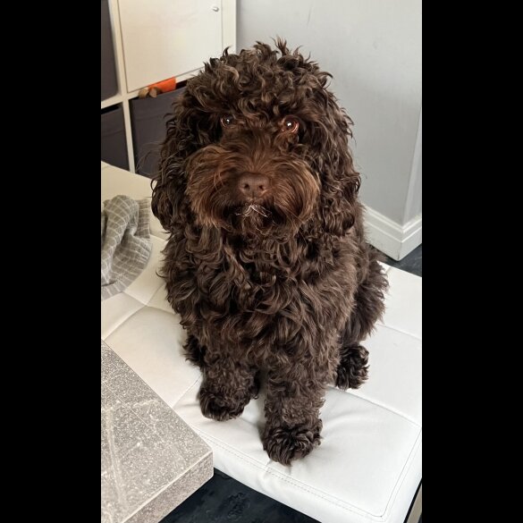 Cockapoo - Both