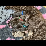 Cockapoo - Both