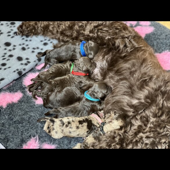 Cockapoo - Both