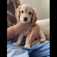 Cockapoo - Both
