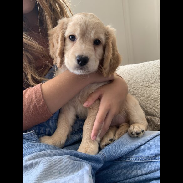 Cockapoo - Both