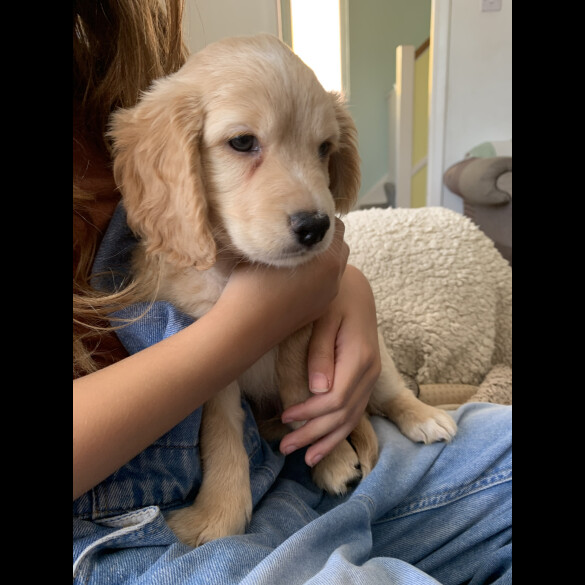 Cockapoo - Both