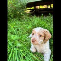 Cockapoo - Both
