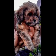 Shihpoo - Both