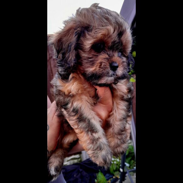 Shihpoo - Both