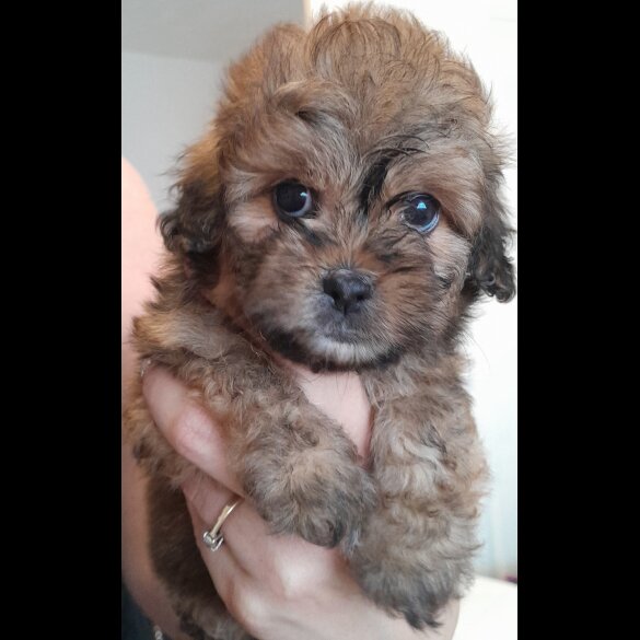Shihpoo - Both