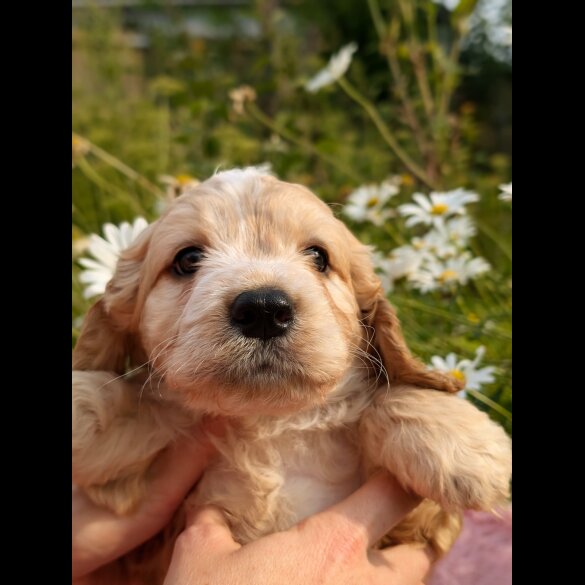 Cockapoo - Both