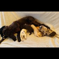 Cockapoo - Both