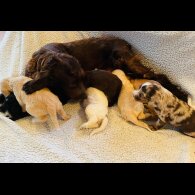 Cockapoo - Both