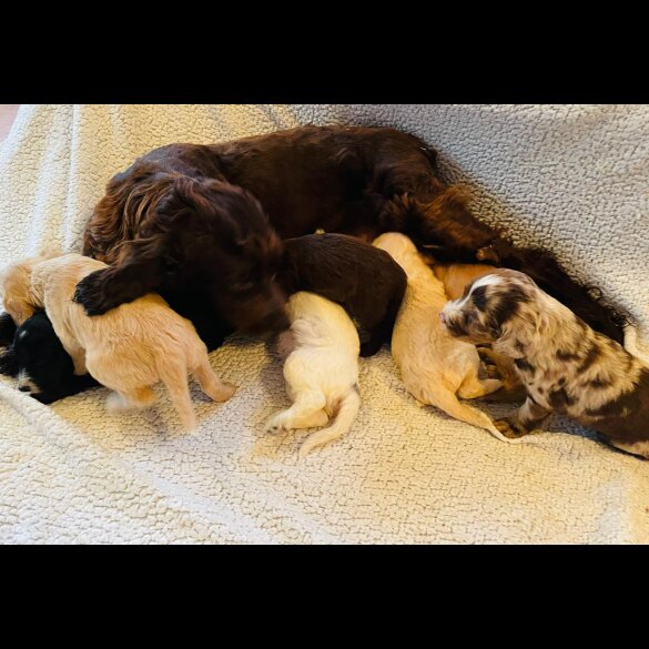 Cockapoo - Both