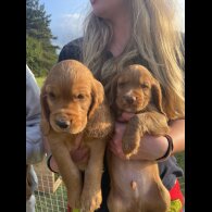 Cocker Spaniel (Working &amp; Show) - Dogs