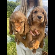 Cocker Spaniel (Working &amp; Show) - Dogs