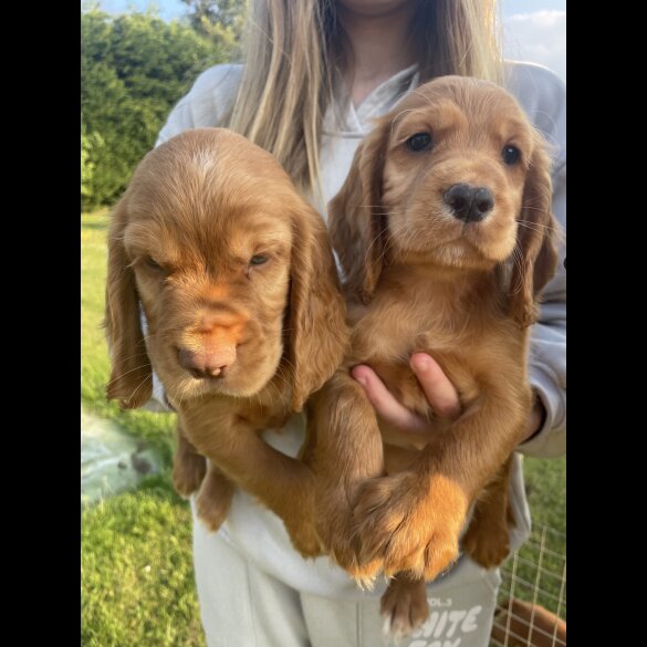 Cocker Spaniel (Working &amp; Show) - Dogs