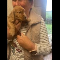 Cocker Spaniel (Working &amp; Show) - Dogs