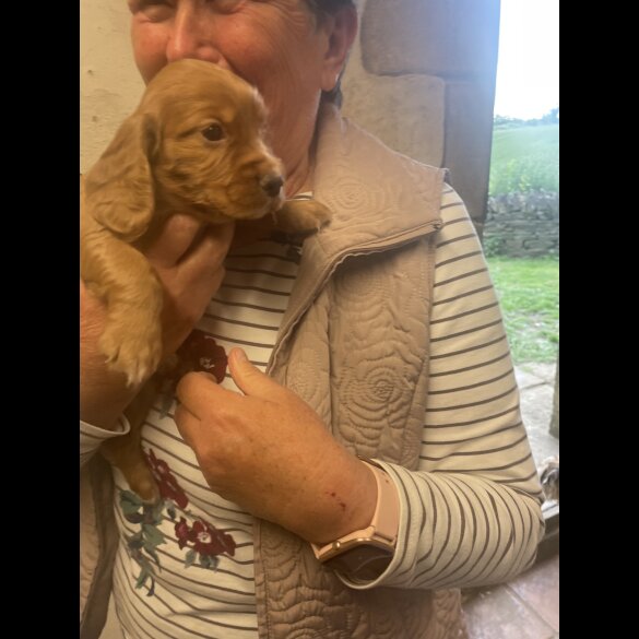 Cocker Spaniel (Working &amp; Show) - Dogs