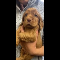 Cocker Spaniel (Working &amp; Show) - Dogs